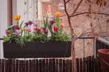 Plant Box mit Frühjahrskombination auf einem Balkon mit blattlosem Bäumchen