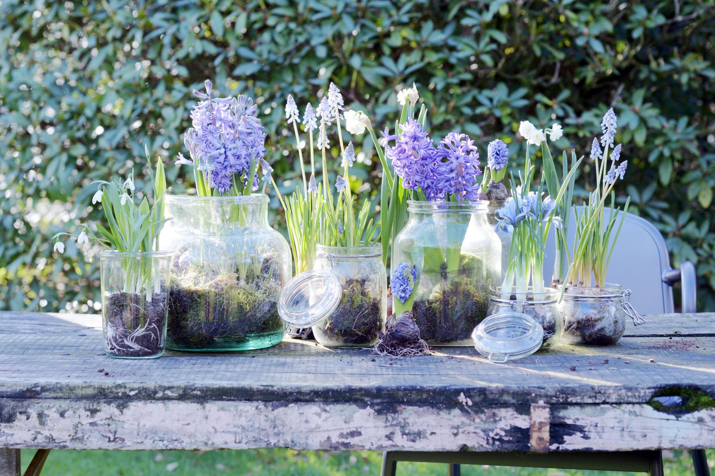 Schneeglöckchen, Gartenhyazinthen, Netzblatt-Iris und Traubenhyazinthen in Glasbehältern im Garten