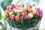Tulpen in einem großen Kübel für die Terrasse