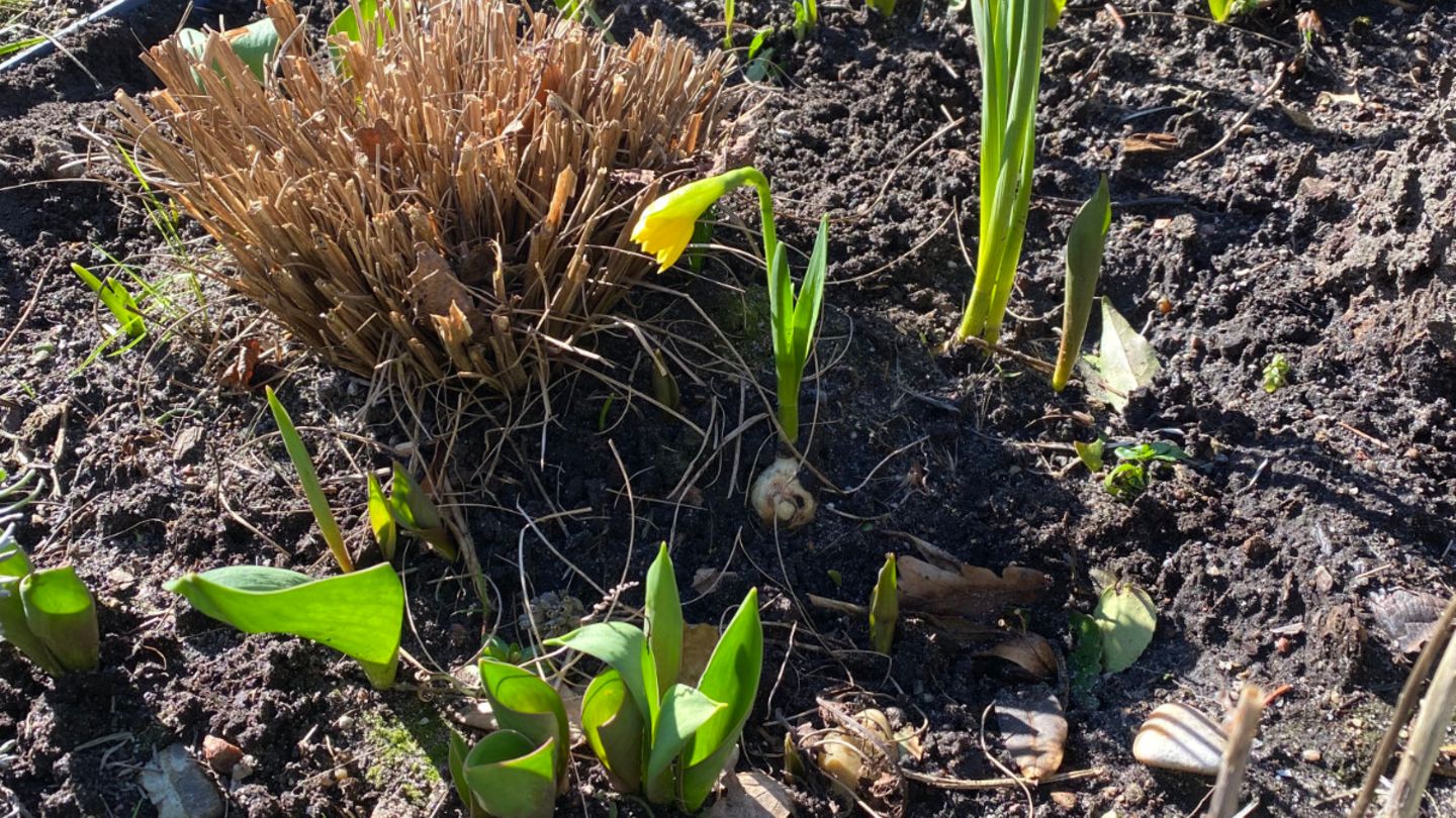 Annes Garten Frühlingskur für die Parzelle [SCHÖNER WOHNEN]