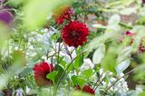 Rote Dahlien in einem romantischen Garten in Hannover
