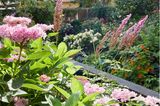 Hortensie und Prachtspiere