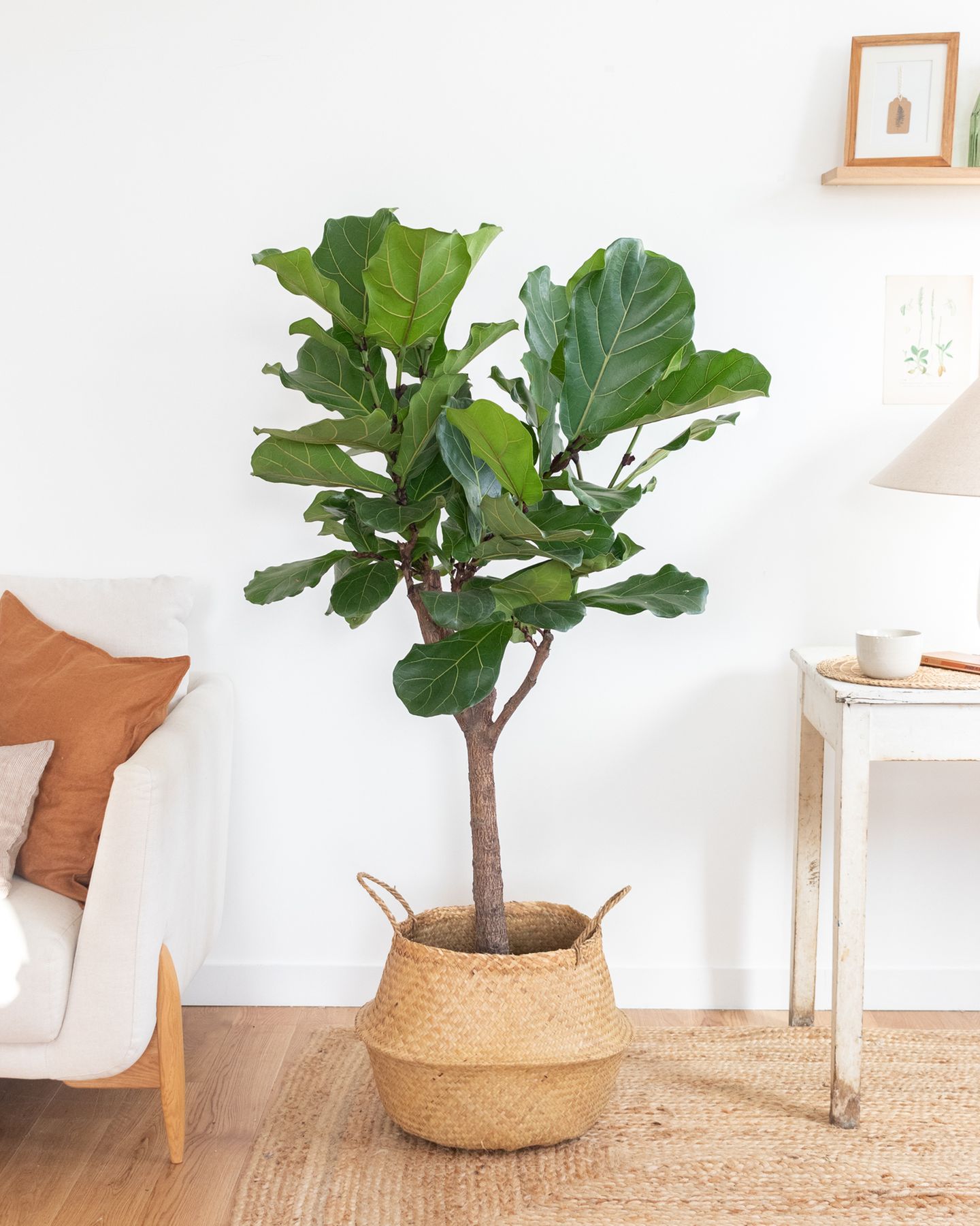 Geigenfeige (Ficus Lyrata) - [SCHNER WOHNEN]