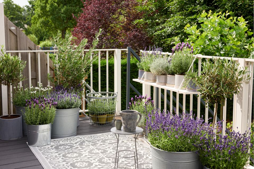 Lavendel auf dem Balkon: Das gibt es zu beachten - [SCHNER WOHNEN]