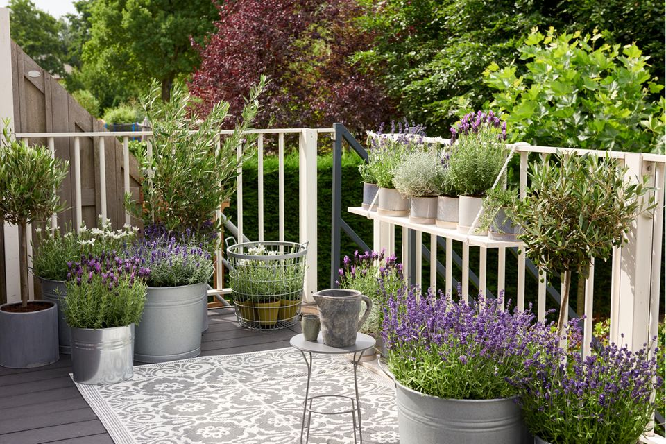 Balkon mit vielen Lavendelpflanzen