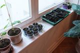 Gemüse vorziehen auf der Fensterbank