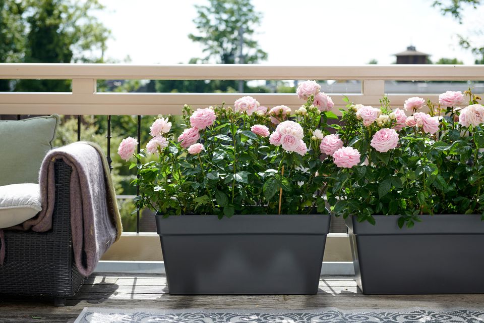 Roséfarbene Rosen in schwarzen rechteckigen Blumenkübeln auf einem offenen Balkon