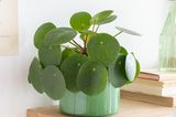 Pilea peperomioides in einem grünen Topf auf einem hellen Wandregal aus Holz