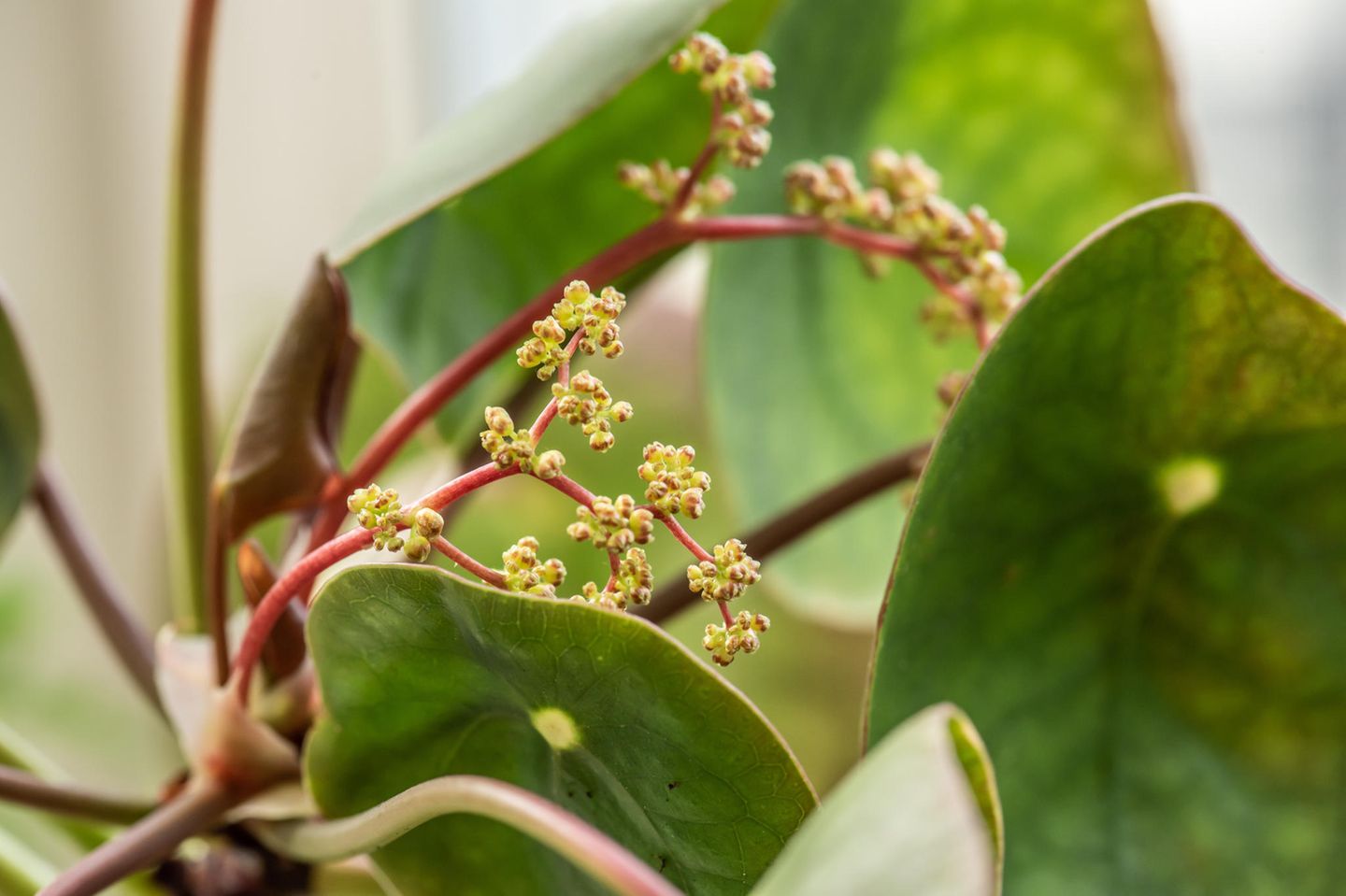 Ufopflanze: Pilea pflegen & vermehren - [SCHNER WOHNEN]