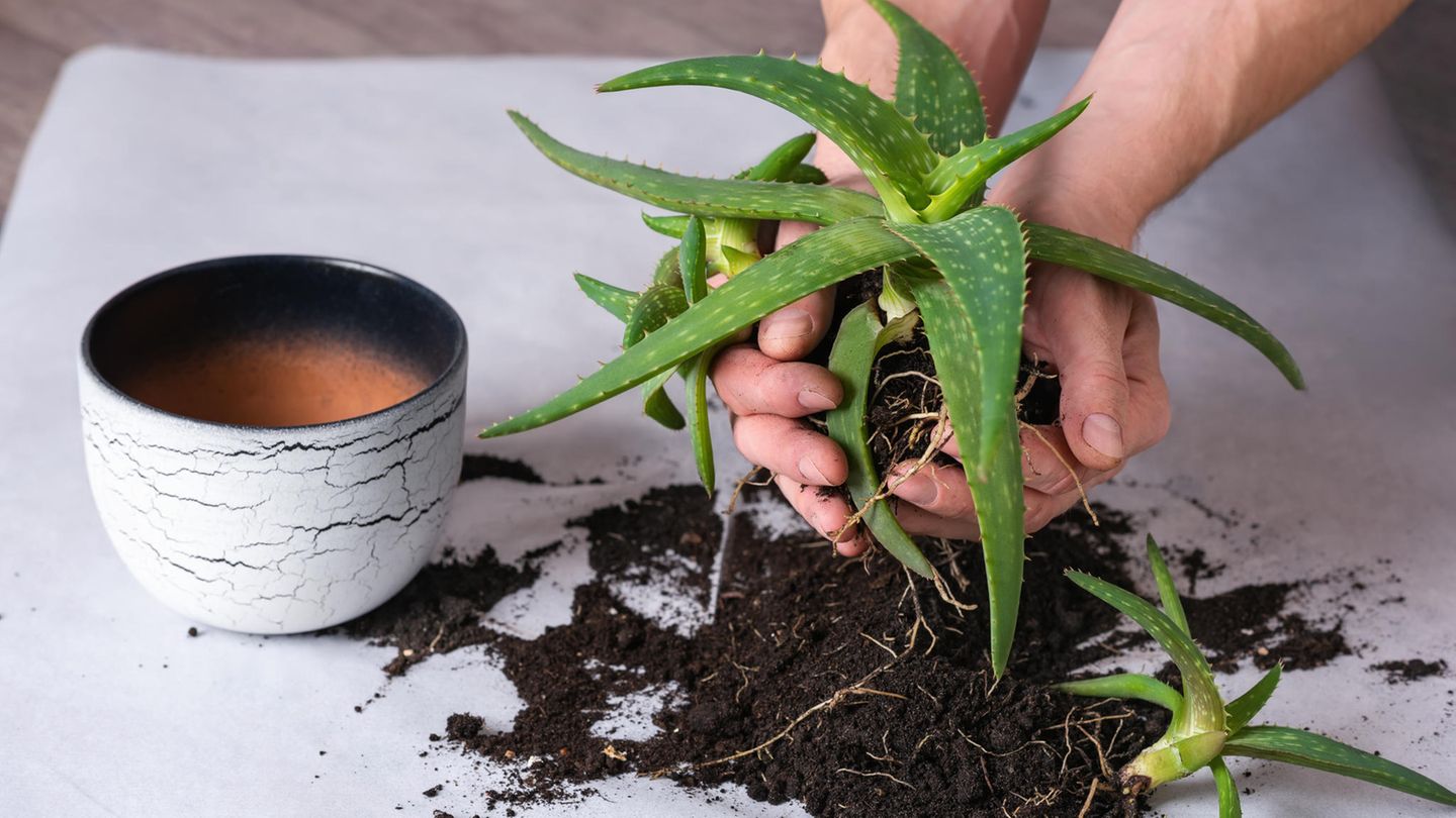 Aloe Vera via Ableger vermehren - [SCHNER WOHNEN]