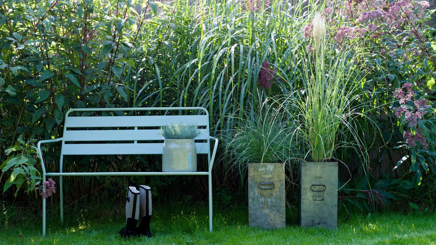 Sichtschutz-Pflanzen fr Garten & Terrasse - [SCHNER WOHNEN]