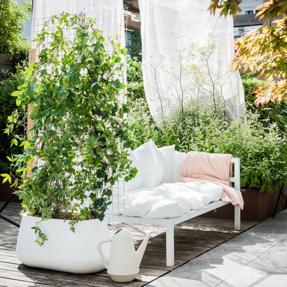 Lockerer Sichtschutz aus Passionsblumen in einem weißen Kübel neben weißen Terrassenmöbeln