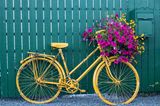 Altes und gelb lackiertes Fahrrad als Gartendeko und Pflanzgefäß für pinke Petunien