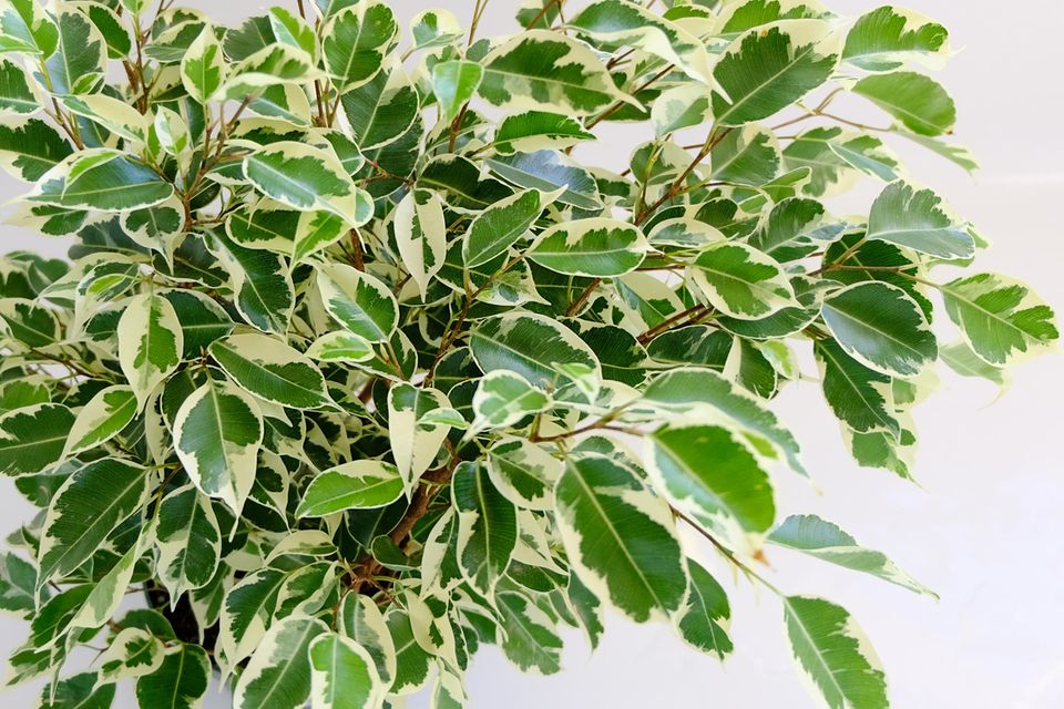 Blätter der Birkenfeige (Ficus benjamina) in Nahaufnahme