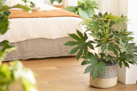 Verschiedene Zimmerpflanzen in einem hell eingerichteten Schlafzimmer