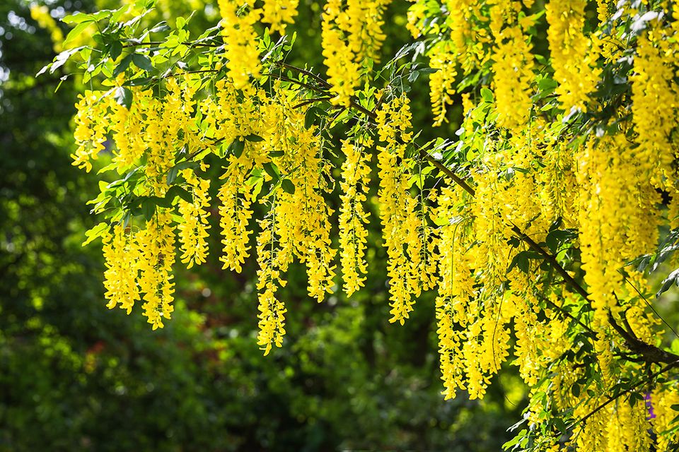 Goldregen mit üppigen Blütendolden - Pflanzenlexikon
