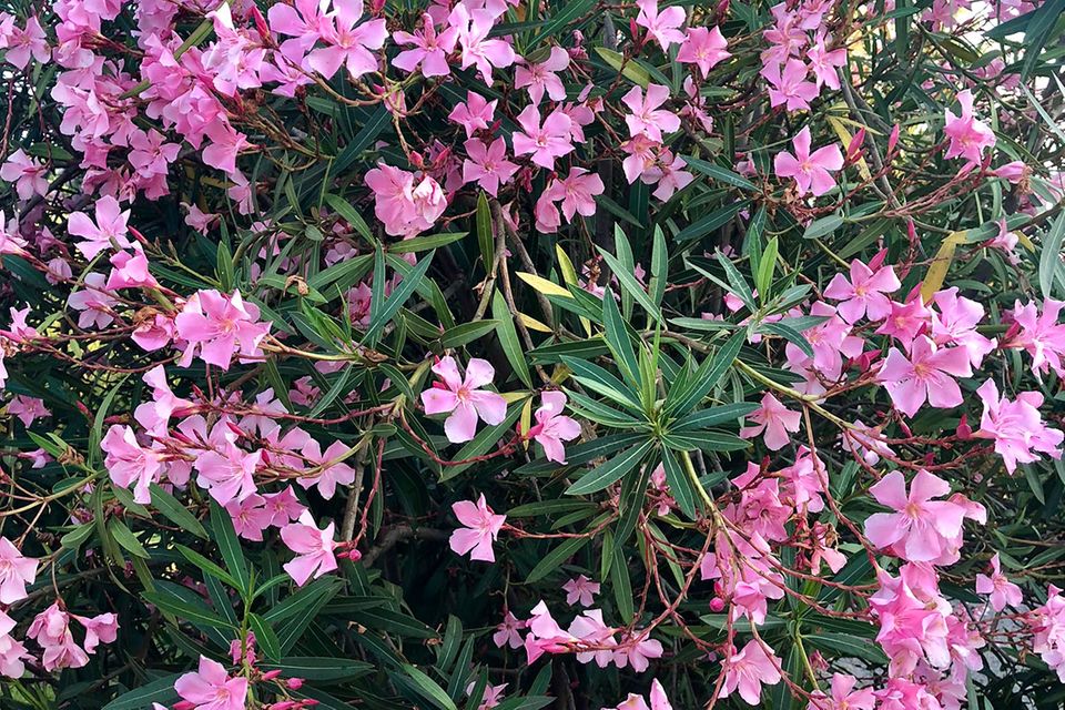Oleander: Bei Kontakt giftig Oleander (Nerium oleander) Hecke