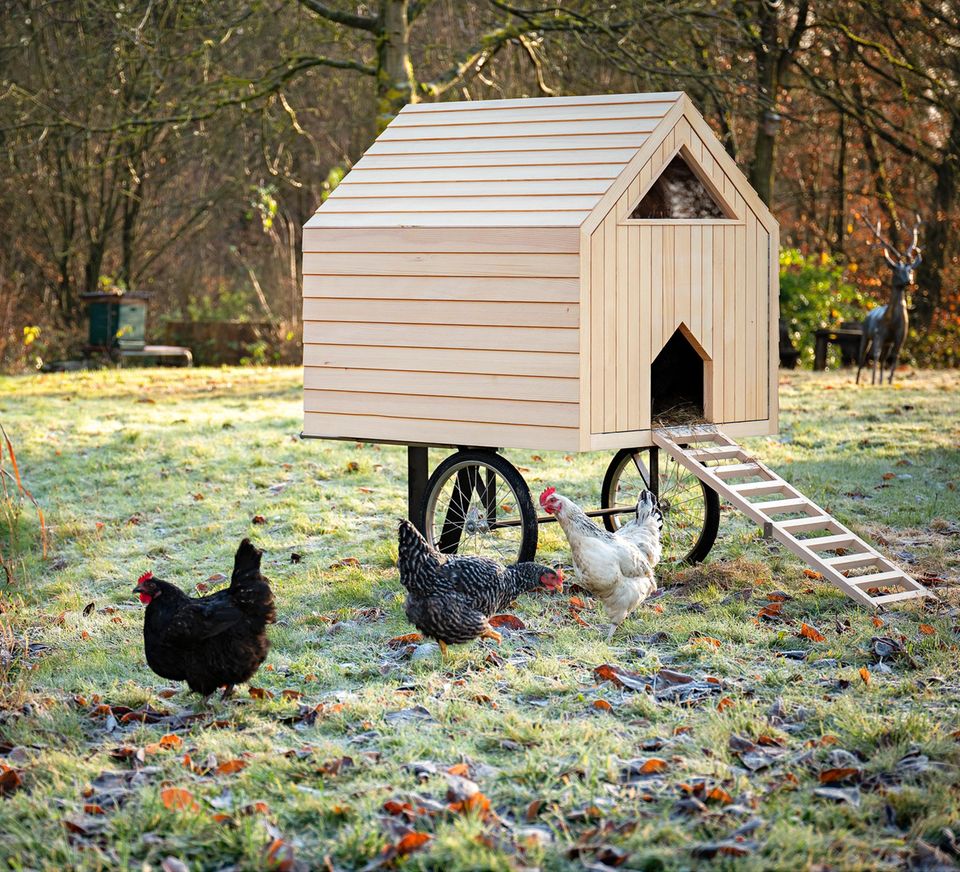 Mobiler Holz-Hühnerstall auf Rädrn auf einer winterlichen Wiese mit drei Hühnern in Schwarz, Grau und Weiß im Vordergrund.
