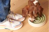 Hund an einem Slow Feeder zu Füßen einer Person mit bunten Sneakers