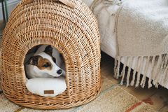 Jack Russel Terrier in Hundekörbchen aus Zweigen auf einem hellen Bastteppich neben einem hell bezogenen Bett