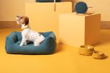 Komplett gelb gestrichenes Zimmer mit dunkelblauen Taschen, dunkelblauem Hundebett und Jack Russel Terrier