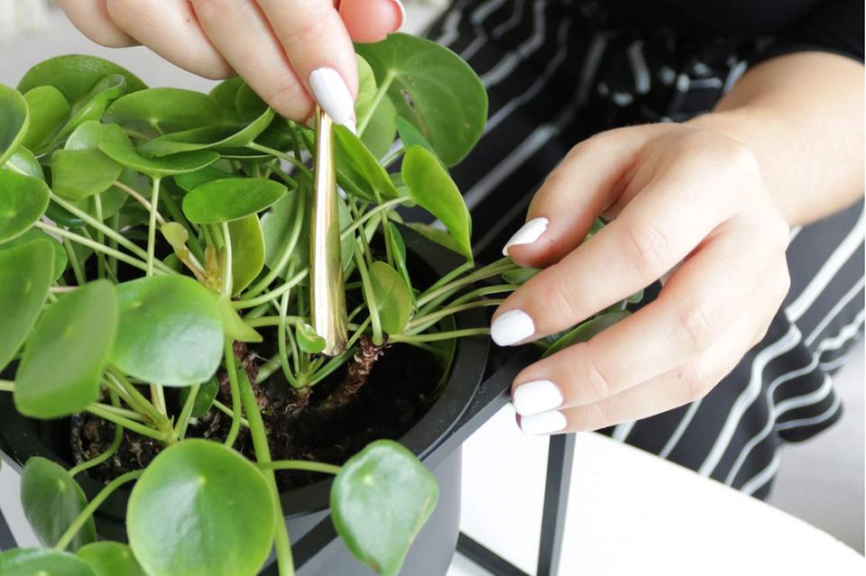 Ufopflanze: Pilea pflegen & vermehren - [SCHNER WOHNEN]