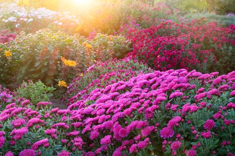Herbstpflanzen für Balkon & Garten [SCHÖNER WOHNEN]