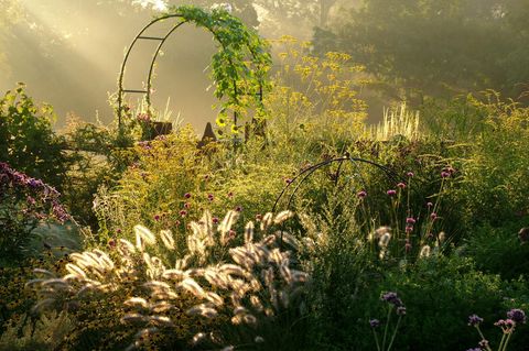 Herbstpflanzen wie Lampenputzergras und Argentinisches Eisenkraut in einem malerischen Herbstgarten im Gegenlicht