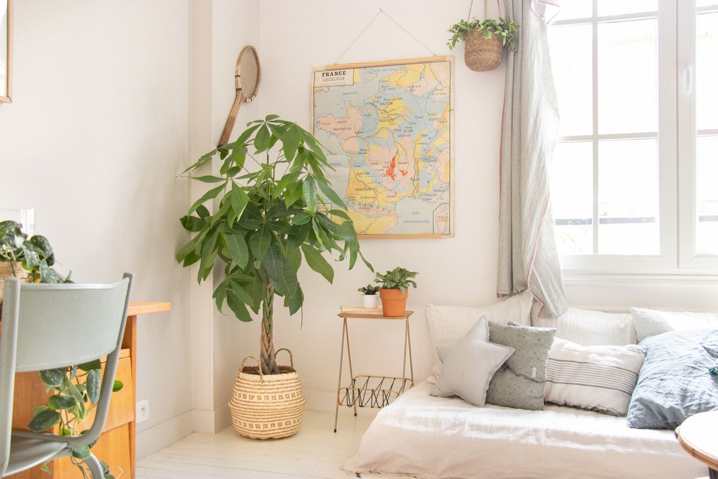 zimmerpflanzen palmenart Kentia Palme Ø 19 cm – Elegante Zimmerpalme mit 80 cm Höhe