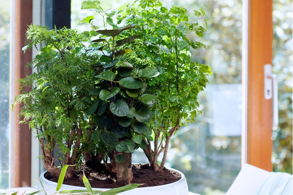 epipremnum pinnatum marble variegata Epipremnum pinnatum marble variegata (Leaf Cutting) main image 1