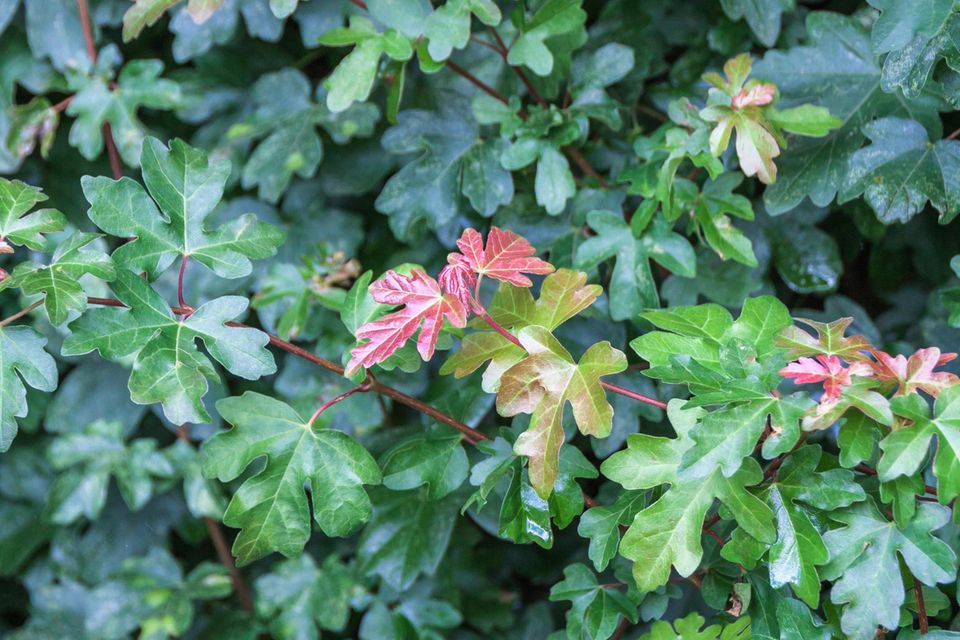 Grüne und teils rote Blätter vom Feldahorn (Acer campestre) in Nahaufnahme