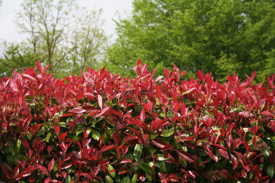 Hecke aus rotlaubiger Glanzmispel (Photinia x fraseri) im Hintergrund hochwachsende Bäume