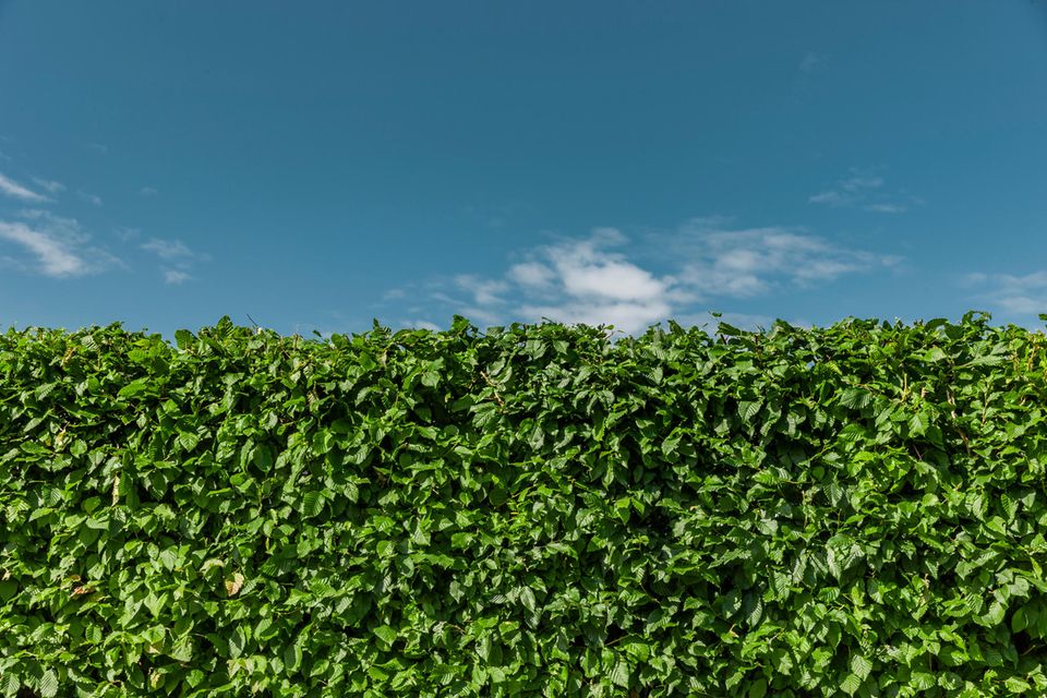 Schnellwachsende Hecke Die besten Heckenarten [SCHÖNER WOHNEN]