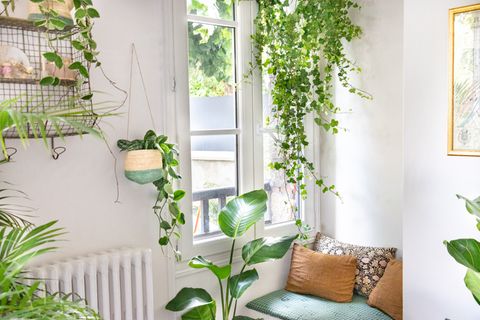 Rankende Zimmerpflanzen & Hängepflanzen für Zuhause [SCHÖNER WOHNEN]