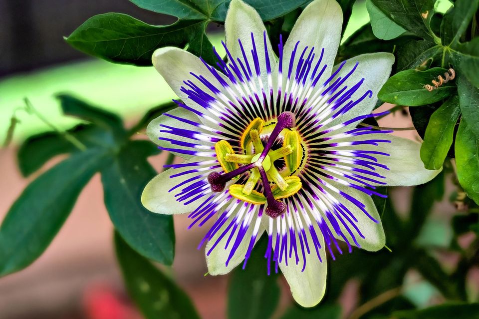 Blüte einer Blauen Passionsblume in Nahaufnahme