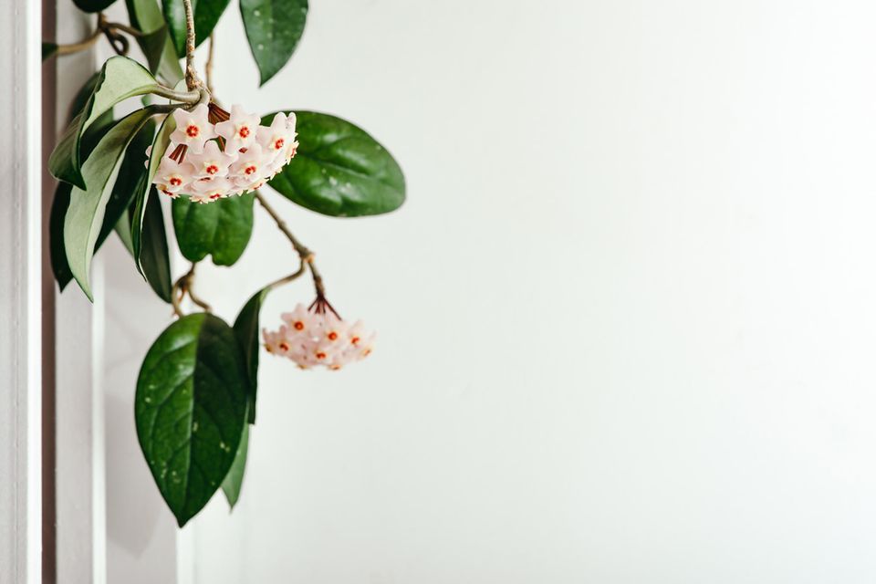 Wachsblume bzw. Porzellanblume (Hoya carnosa) mit rosafarbenen Blüten in Nahaufnahme