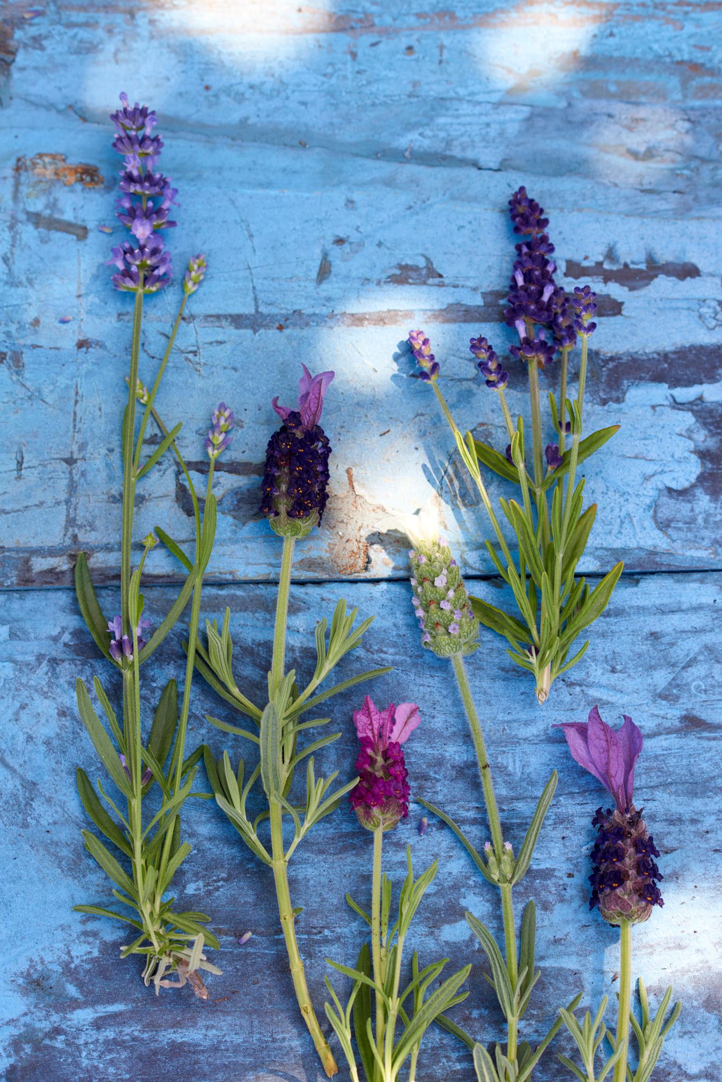 Verschiedene Lavendel-Stecklinge auf einem hellgrünen Holzuntergrund verteilt