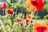 Roter Klatschmohn