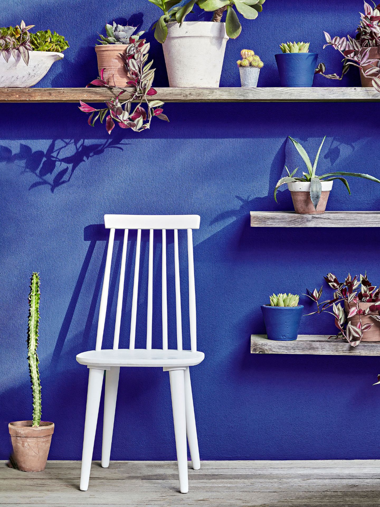Blaue Terrassenwand mit einem weißen Stuhl und verschiedenen Pflanzentöpfen auf drei Wandregalen davor
