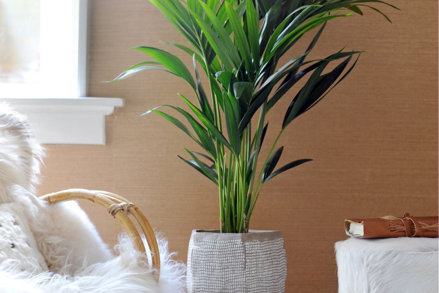 compo dünger oleander COMPO Mediterrane Pflanzen Langzeit-Dünger kaufen main image 1