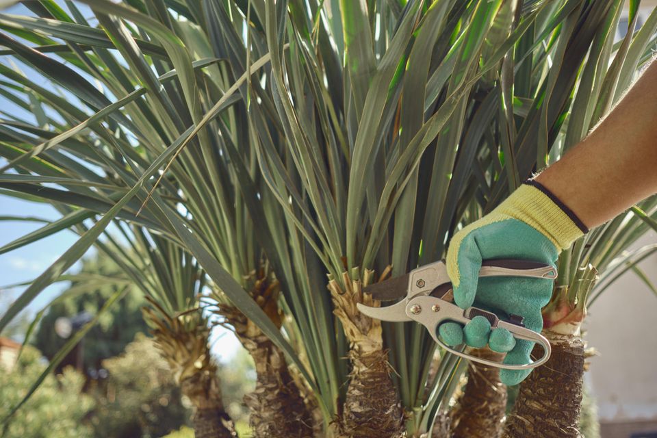 Männerhand mit Gartenhandschuh und Gartenschere schneidet seitlich an einer Palme einen Blattstiel am Stamm ab
