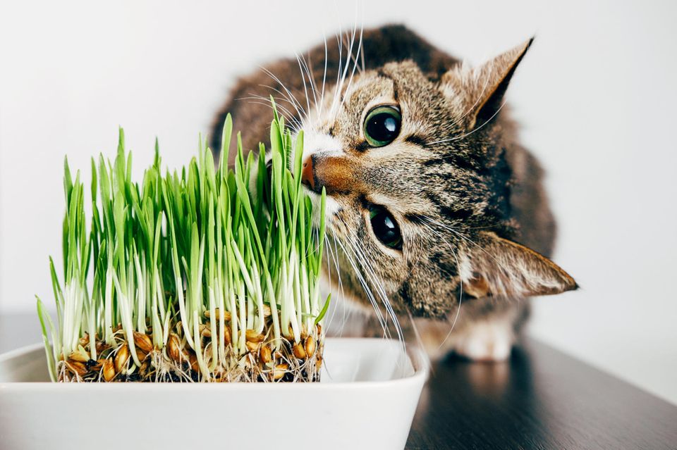 Welche Pflanzen sind fr Katzen giftig? - [SCHNER WOHNEN]