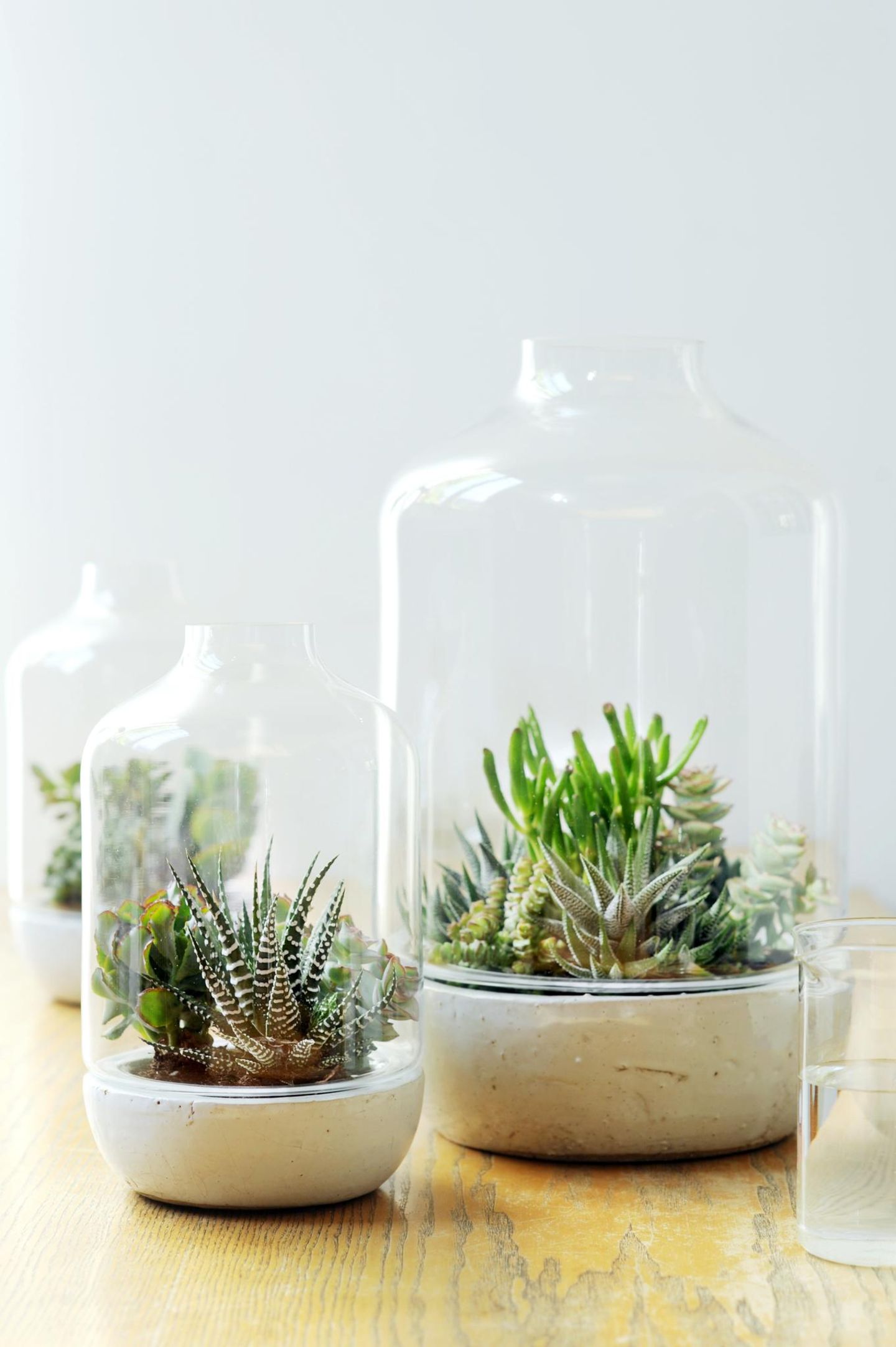 Drei offene Flaschengläser mit Sukkulenten bepflanzt auf einem hellen Holztisch