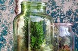 Florarium in grünem Glas mit Blauem Nadelbaum vor einer blau-weiß marmorierten Wand