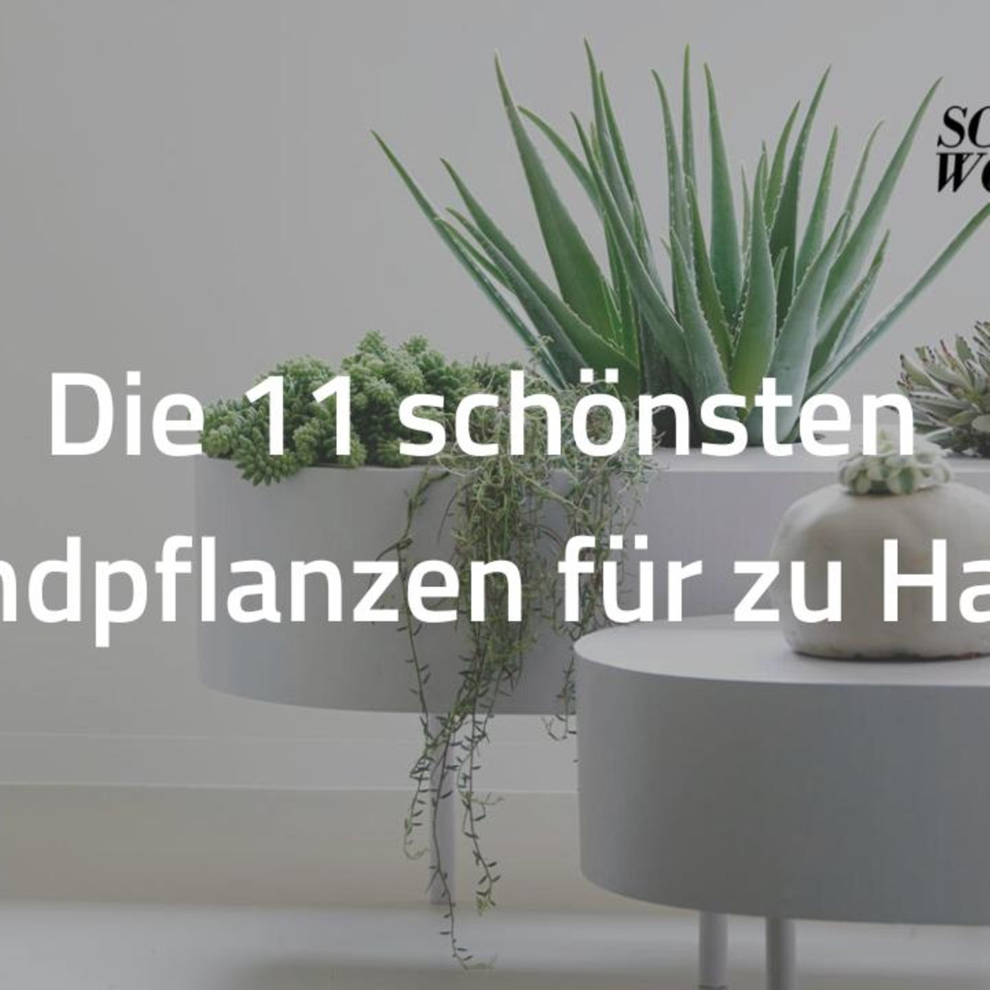 compo sana blumenerde für gemüse COMPO SANA Qualitäts-Blumenerde kaufen