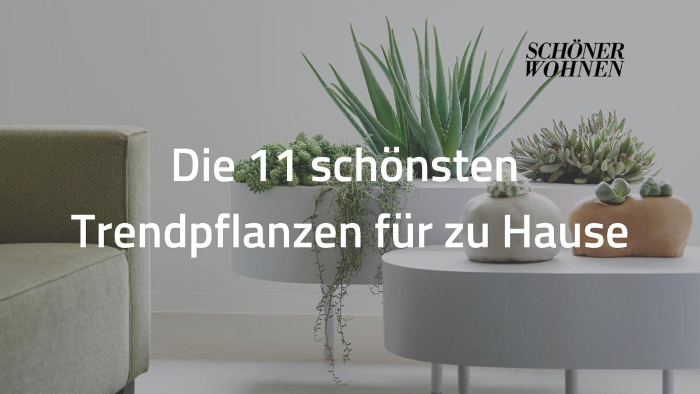 VIDEO Die 11 schönsten Trendpflanzen für zu Hause [SCHÖNER WOHNEN]