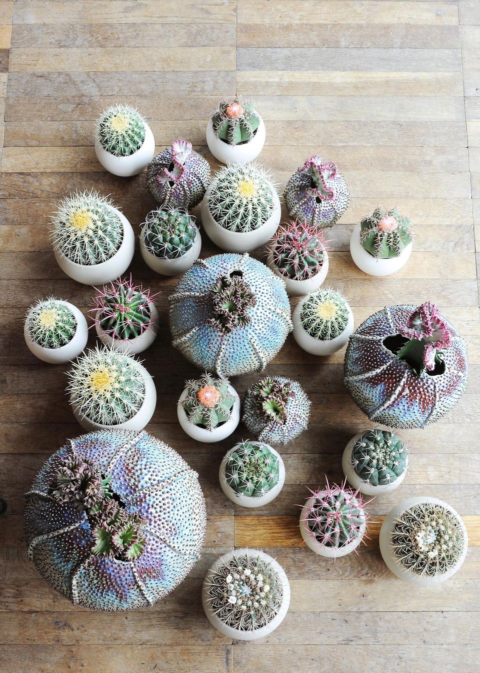 Goldkugelkaktus (Echinocactus grusonii) Verschiedene Kakteen der Gattung Echinocactus auf einem Holzboden