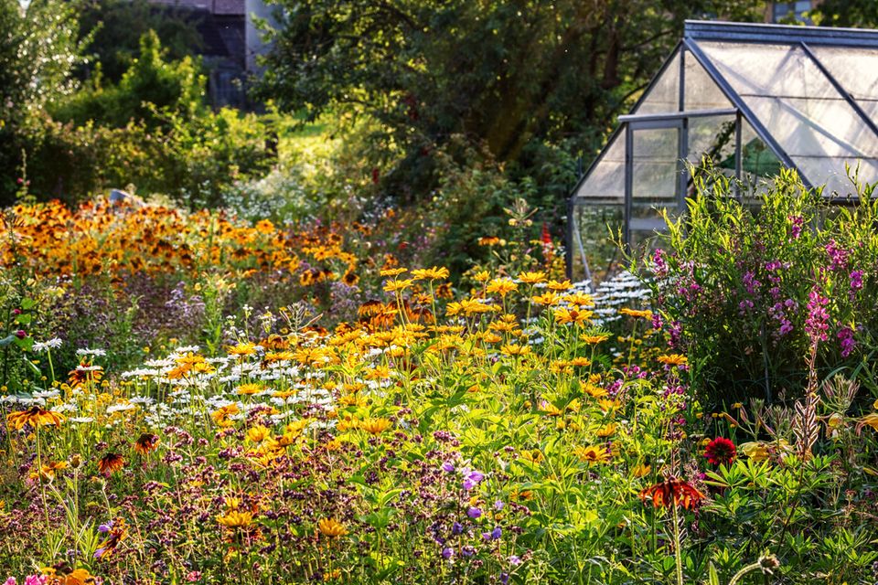 Blumenbeet in Gelbtönen im Herbst mit einem Gewächshaus im Hintergrund