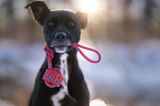 Schwarzer Hund mit Tauspielzeug im Maul