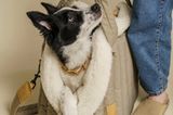 Border Collie guckt aus einer Hundetragetasche heraus zu seinem Menschen